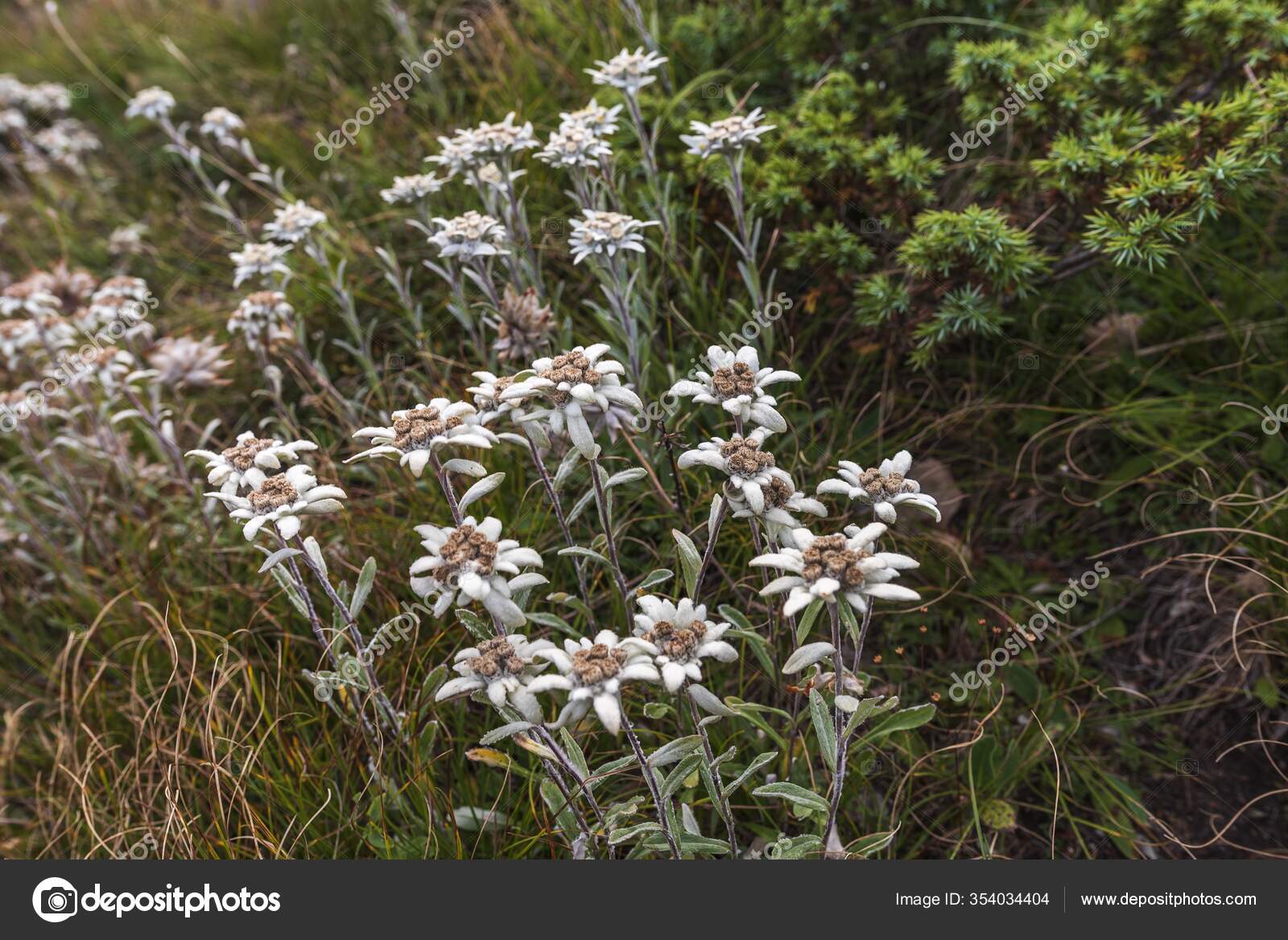 Primer Plano Flores Blancas Edelweiss Creciendo Campo: fotografía de stock  © Wirestock #354034404 | Depositphotos