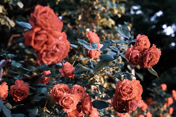 Een Close Shot Van Een Prachtige Struik Met Bloomed Rode — Stockfoto