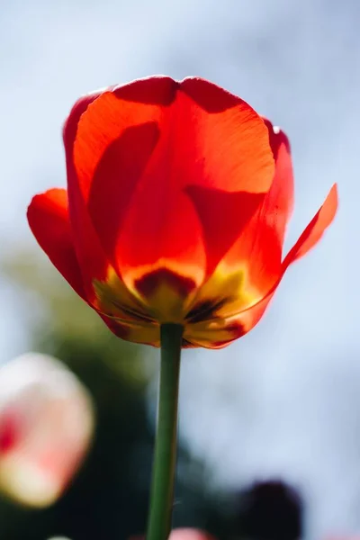 Крупним Планом Красивий Червоний Тюльпан Сонячний День Саду — стокове фото