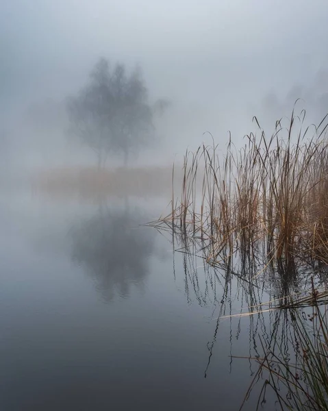 Den Dimmiga Höstmorgonen Vid Sjön Med Växter Som Växer Inuti — Stockfoto