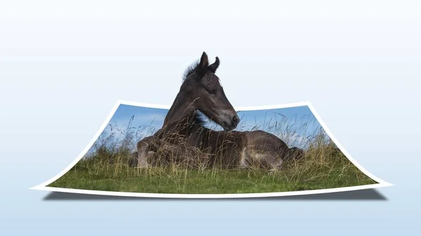 Ein Bildeffekt Eines Schönen Pferdes Das Auf Dem Grünen Gras — Stockfoto