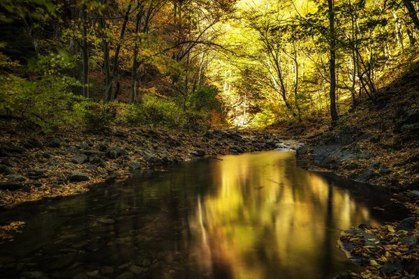 Een Prachtige Herfst Natuur Landschap Met Gele Bomen Buurt Van — Stockfoto