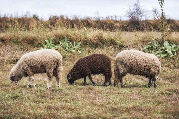 羊群在乡间的山谷里吃草 — 图库照片