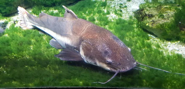 Beau Cliché Poisson Chat Nageant Près Sol Sous Eau — Photo