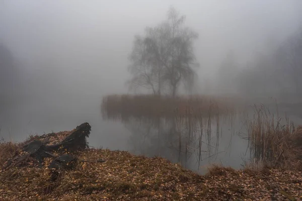 Den Dimmiga Höstmorgonen Vid Sjön Med Växter Som Växer Inuti — Stockfoto