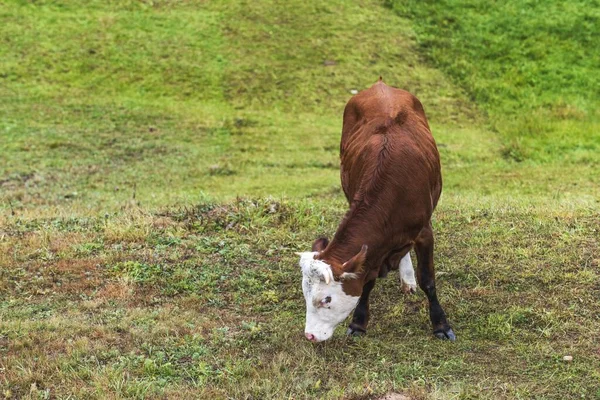 High Angle Shot Beautiful Brown Cow White Head Grazing Green — 스톡 사진