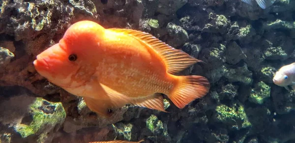 Een Prachtig Shot Van Een Gouden Vis Zwemmend Nabij Afgronden — Stockfoto