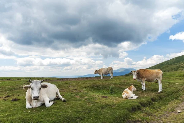 Корови Пасовищі Високо Горах Під Хмарним Небом — стокове фото