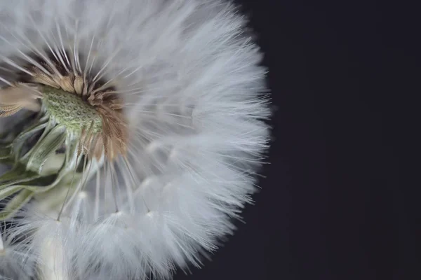 Bir Karahindiba Çiçeğinin Güzel Bir Yakın Çekimi — Stok fotoğraf