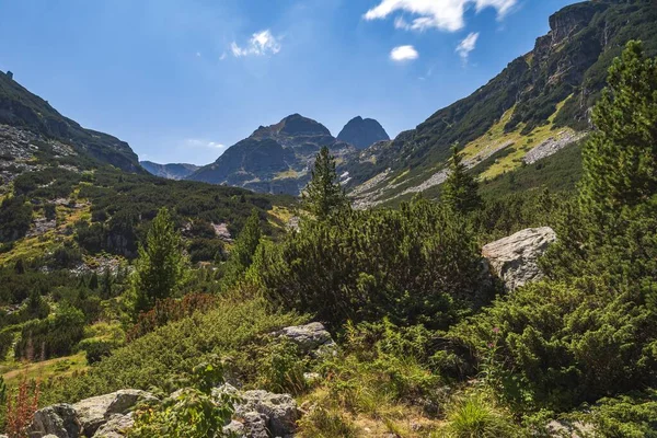 Sudut Pandang Tinggi Dari Hutan Hijau Pegunungan Bulgaria — Stok Foto