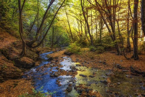 Красивый Красочный Осенний Пейзаж Лесу Солнечный День — стоковое фото