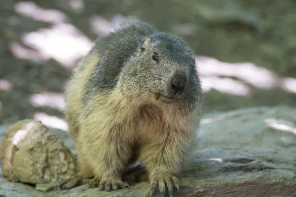 Detailní Záběr Roztomilé Punxsutawney — Stock fotografie