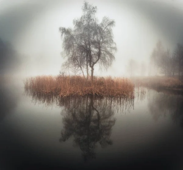 Ein Nebliger Morgen See Dem Sich Der Baum Spiegelt — Stockfoto