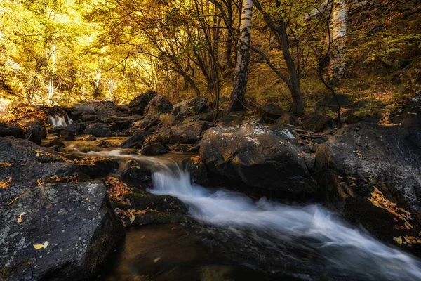 Een Beekje Stenen Met Gevallen Bladeren Het Bos Herfst — Stockfoto