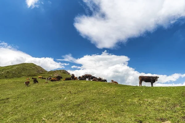 Wzgórza Pokryte Zielenią Otoczone Przez Wypasane Krowy Pod Słońcem Zachmurzone — Zdjęcie stockowe