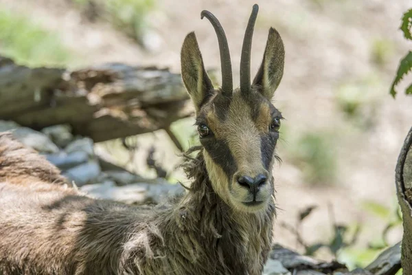 Goat Sitting Green Lawn Daytime — 스톡 사진