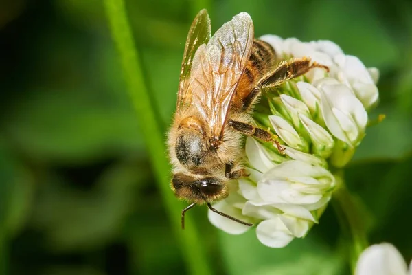 Detailní Záběr Včely Medonosné Bílé Levandulové Květině Rozmazaným Pozadím — Stock fotografie