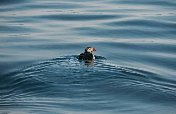 Een Hoge Hoek Shot Van Een Schattige Papegaaiduiker Zwemmen Oceaan — Stockfoto