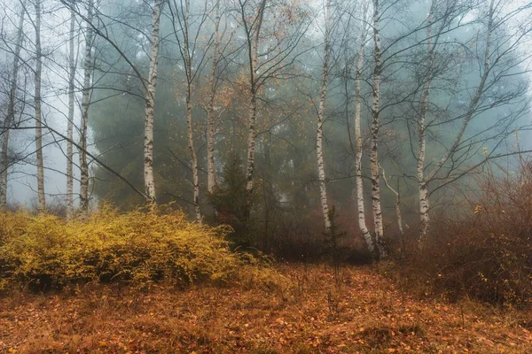 Ein Schöner Birkenhain Der Nebelverhangenen Landschaft Herbst — Stockfoto