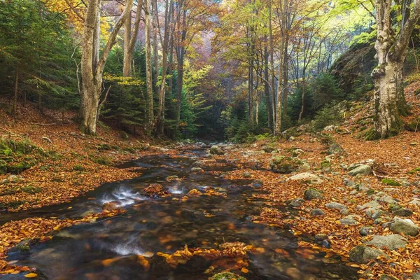 Petit Ruisseau Sur Les Pierres Aux Feuilles Tombées Dans Forêt — Photo