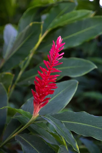 Gros Plan Vertical Gingembre Rouge Dans Jardin Sous Lumière Soleil — Photo