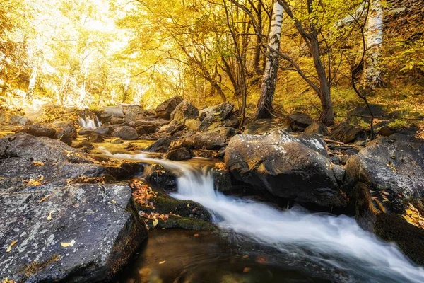Небольшой Ручей Камнях Опавшими Листьями Лесу Осенью — стоковое фото