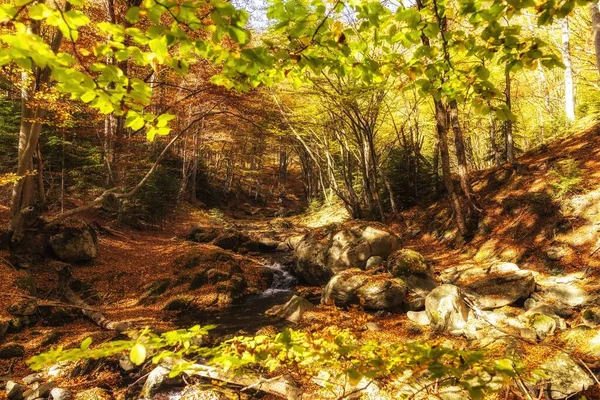 Egy Gyönyörű Színes Őszi Táj Erdőben Egy Napsütéses Napon — Stock Fotó