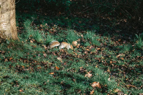 Schöne Aufnahme Eines Niedlichen Eichhörnchens Auf Dem Gras Wald Frühherbst — Stockfoto