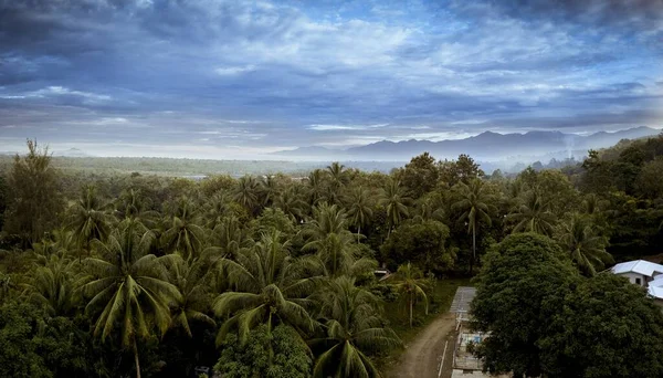 Beautiful Shot Palm Tree Forest Blue Cloudy Sky Papua New — Stock Photo, Image