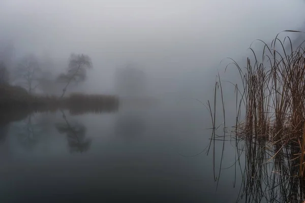 Den Dimmiga Höstmorgonen Vid Sjön Med Växter Som Växer Inuti — Stockfoto