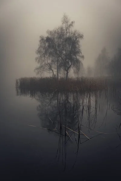 Den Dimmiga Höstmorgonen Vid Sjön Med Växter Som Växer Inuti — Stockfoto