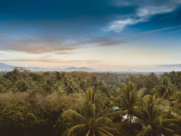 Eine Schöne Aufnahme Von Palmenwald Unter Blauem Himmel Papua Neuguinea — Stockfoto