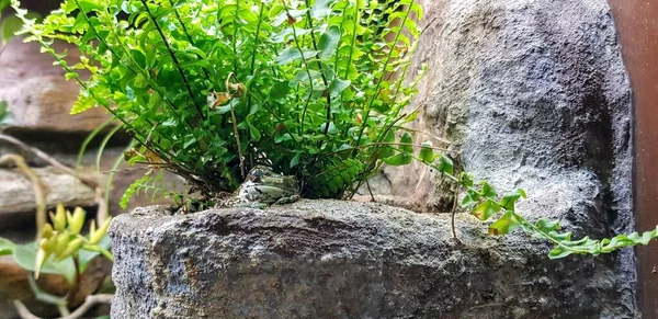 植物の近くの岩の上にカエルの美しいショット — ストック写真
