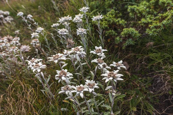 Primer Plano Flores Blancas Edelweiss Creciendo Campo —  Fotos de Stock