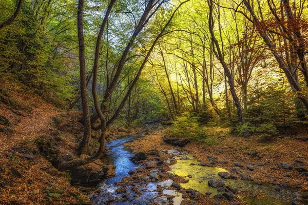 Pequeno Riacho Nas Pedras Com Folhas Caídas Floresta Outono — Fotografia de Stock