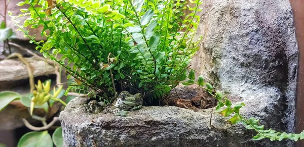 Bitkinin Yanındaki Kayalıklarda Güzel Bir Kurbağa Görüntüsü — Stok fotoğraf