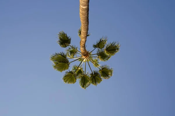 Une Vue Angle Bas Palmier Sous Les Lumières Ciel Bleu — Photo