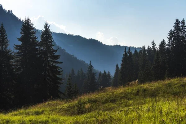Wysoki Kąt Widzenia Zielonego Lasu Górach Bułgarii — Zdjęcie stockowe