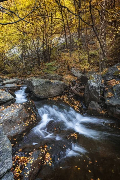 Vertical Shot Small Stream Stones Fallen Leaves Forest Autumn — Stockfoto