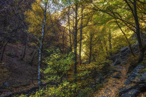 Красивый Осенний Пейзаж Природы Красочными Деревьями Лесу — стоковое фото