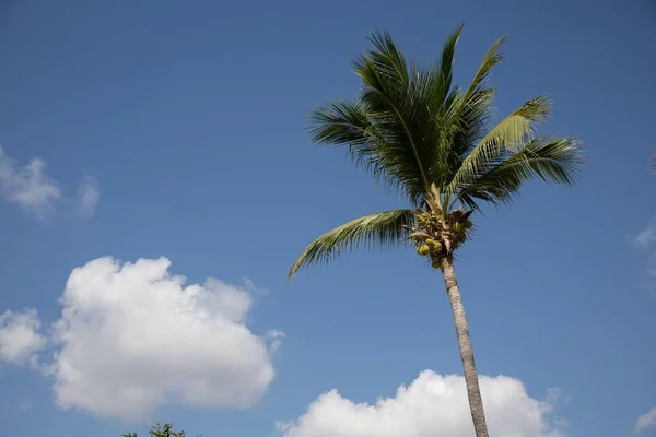 Низкоугольный Вид Пальмы Солнечным Светом Голубого Неба Уатулько Мексике — стоковое фото