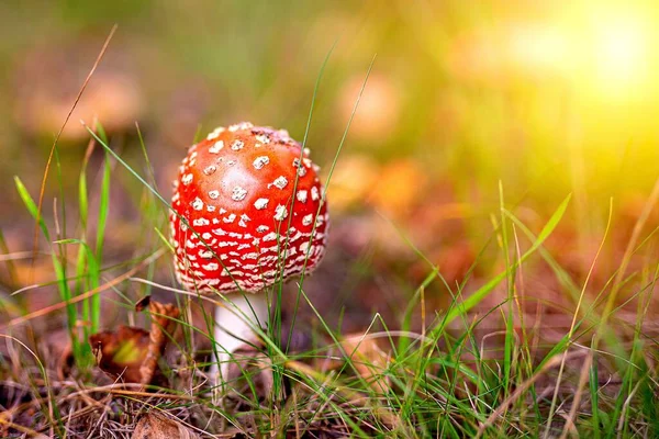 Red Toadstool Forest Autumn — Stock Photo, Image