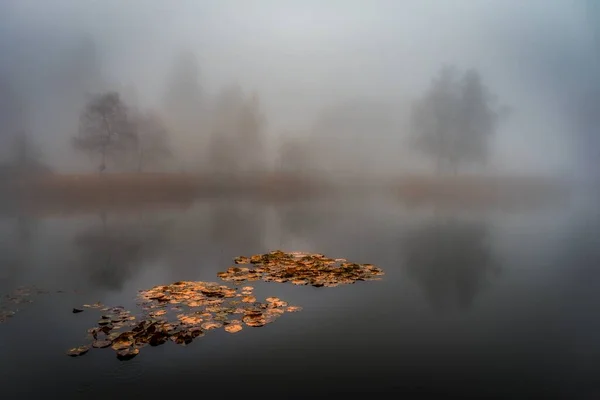 Suche Liście Lilii Wodnych Jeziorze Mglistą Jesień — Zdjęcie stockowe