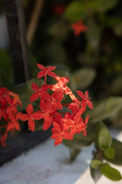 Gros Plan Ixora Coccinea Dans Jardin Sous Lumière Soleil Avec — Photo