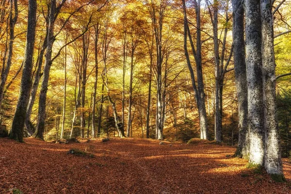 Beautiful Colorful Autumn Scenery Forest Sunny Day — Stockfoto