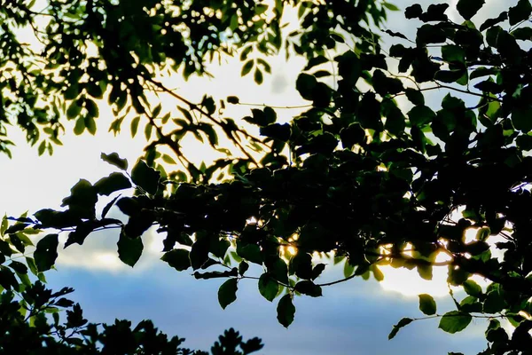 Вибірковий Фокус Зображенням Квітучого Дерева Сонцем Небом Задньому Плані — стокове фото
