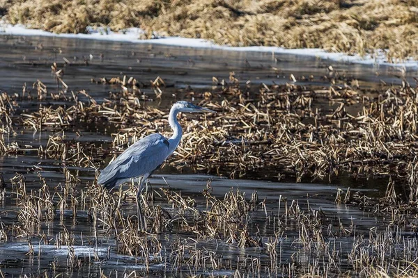 Pássaro Ardea Cinerea Caminhando Lago Com Grama Seca — Fotografia de Stock