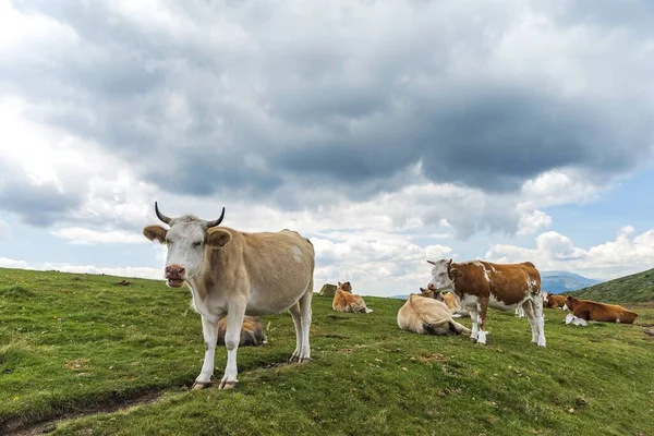 Las Vacas Pasto Alto Las Montañas Bajo Cielo Nublado — Foto de Stock