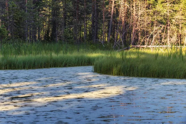 Rays Sun Covering Swamp Forest — Stockfoto