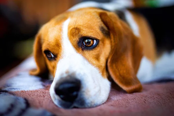 Petit Beagle Mignon Beagle Anglais Jeune Chien Mignon — Photo